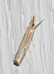 Crambus agitatellus