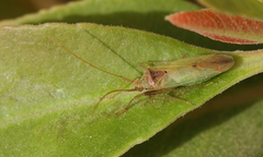 Creontiades pallidus