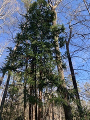 Cunninghamia lanceolata