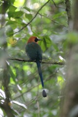 Baryphthengus martii