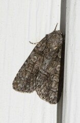 Acronicta increta