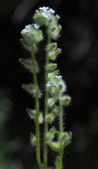 Cryptantha barbigera barbigera