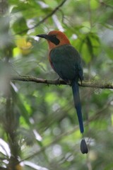 Baryphthengus martii