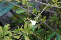 Rhabdadenia biflora