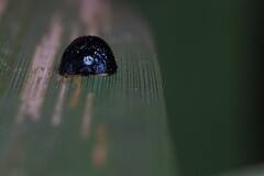 Hemisphaerota cyanea