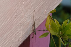 Anolis conspersus