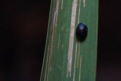 Hemisphaerota cyanea