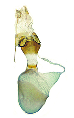 Eupithecia segregata