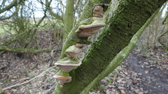Phellinus pomaceus