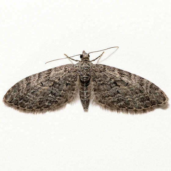 Eupithecia segregata