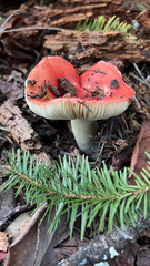 Russula cremoricolor