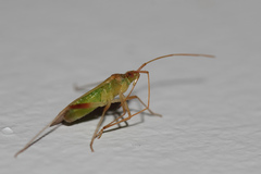 Creontiades pallidus