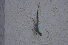 Anolis conspersus