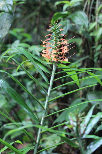Image of Hedychium coccineum by (c) Rob Foster, some rights reserved (CC BY)