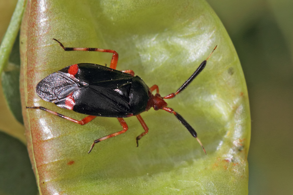 Deraeocoris delagrangei