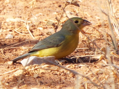 Passerina leclancherii
