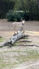 Equus zebra