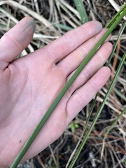 Cyperus distinctus