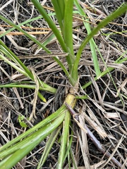 Cyperus distinctus