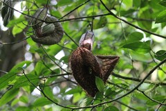 Aristolochia gorgona image