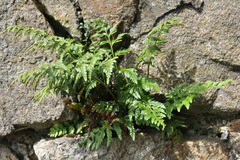 Asplenium adiantum-nigrum
