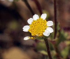 Perityle emoryi