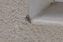 Cordulegaster boltonii