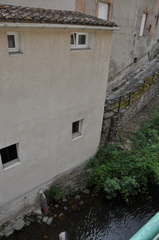 Cordulegaster boltonii