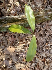 Magnolia