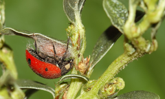 Dinocampus coccinellae