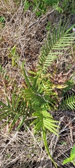 Pteris × delchampsii