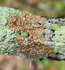 Haematomma