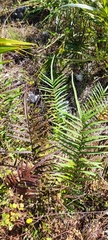 Pteris × delchampsii