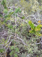 Asparagus aethiopicus