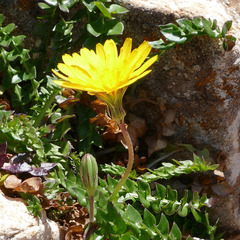 Hyoseris radiata