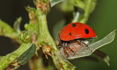 Dinocampus coccinellae