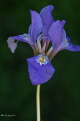 Iris unguicularis unguicularis