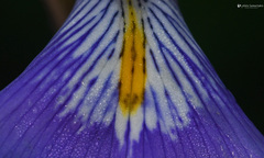 Iris unguicularis unguicularis