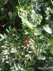 Aristolochia sempervirens