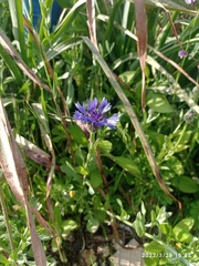 Centaurea cyanoides