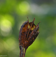 Iris unguicularis unguicularis