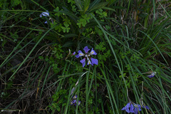Iris unguicularis unguicularis
