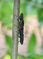 Pachylis pharaonis