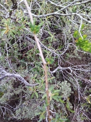 Asparagus aethiopicus