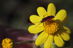 Dionconotus neglectus neglectus
