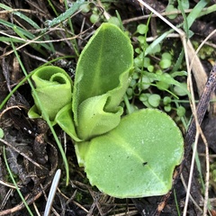 Dodecatheon