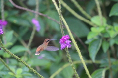 Phaethornis striigularis