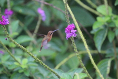 Phaethornis striigularis