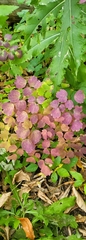 Thalictrum venulosum