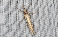 Hednota relatalis
